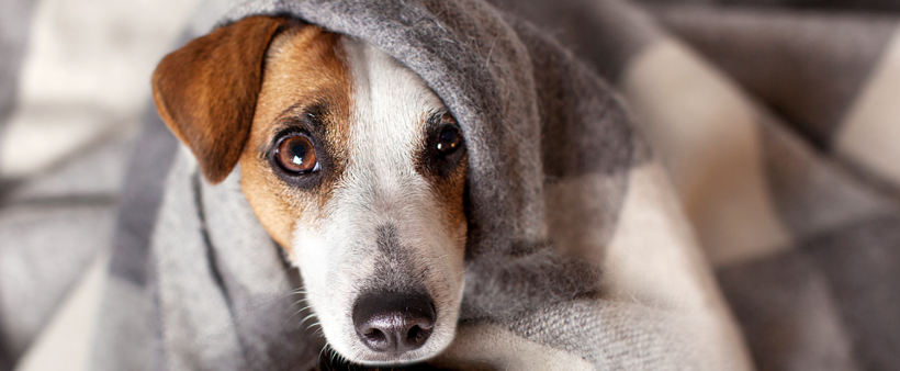 Have Pets? Don’t Sacrifice Indoor Air Quality!